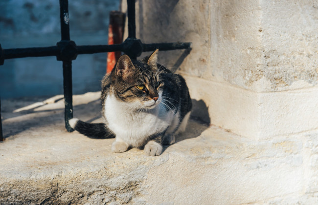 В Индии женщина сожгла заживо кошку, которая перебежала ей дорогу, — за жестокость ей грозит тюрьма