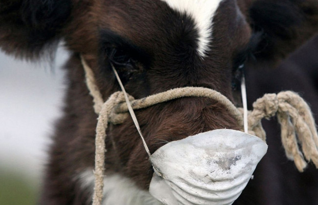 Возле Украины зафиксирована вспышка опасного вируса «ящур» – в западных областях усилен контроль