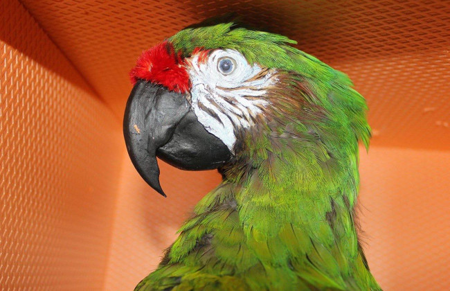 Чучела ворона, двух попугаев и череп волка пытались вывезти из Киева в США