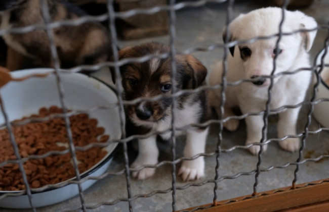 Полиция проведет проверку в приюте для собак на Вышгородщине после видео в соцсетях