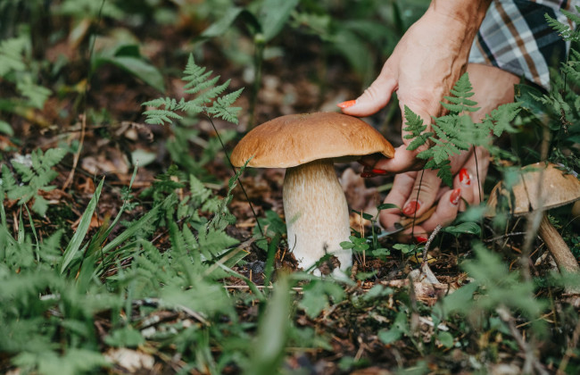 На Буковине семья отравилась грибами – мать умерла, отец и сын в больнице