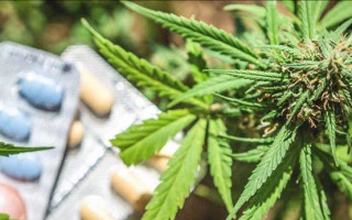 Минздрав вынес на обсуждение проект постановления по обороту наркотических средств и конопли