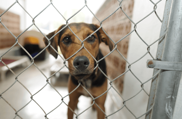 Поліція відкрила розслідування за фактом жорстокого поводження з тваринами у притулку на Вишгородщині
