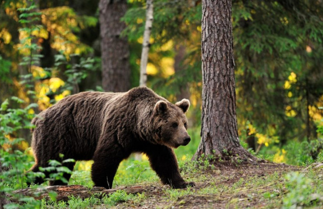 Полювання чи самозахист: у Франції судять 81-річного мисливця, який застрелив ведмедя з охоронюваного виду