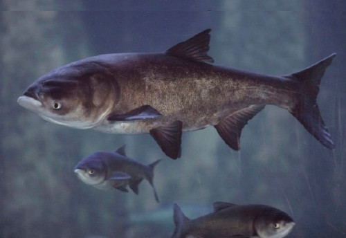 Минагрополитики начинает отбор поставщиков еды для Вооруженных Сил Украины