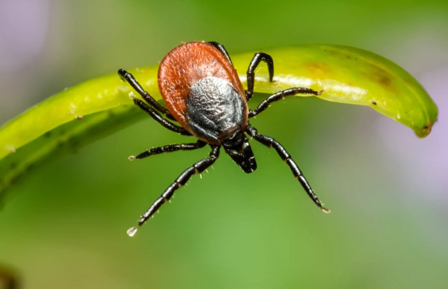 Начинается сезон клещей  — киевлянам рассказали, как уберечься от укусов