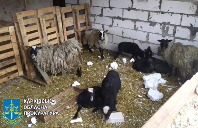 Під Харковом росіяни атакували притулок для евакуйованих тварин