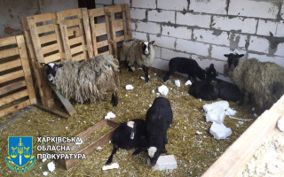 Под Харьковом россияне атаковали приют для эвакуированных животных