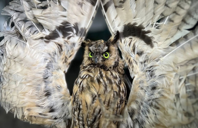 Краснокнижных сов, ястребов и выдру хотели отправить по почте за океан