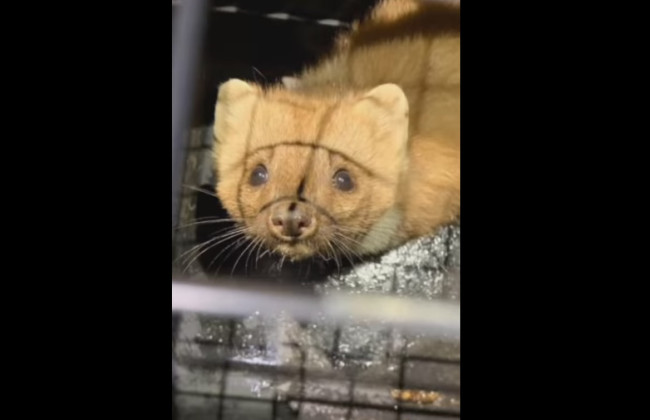 Рейдерский захват – на Осокорках куница заняла третий этаж дома