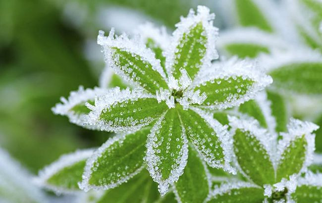Синоптики предупреждают украинцев о возможных заморозках с 6 апреля