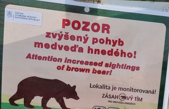 В Словакии объявлено чрезвычайное положение из-за угрозы от медведей