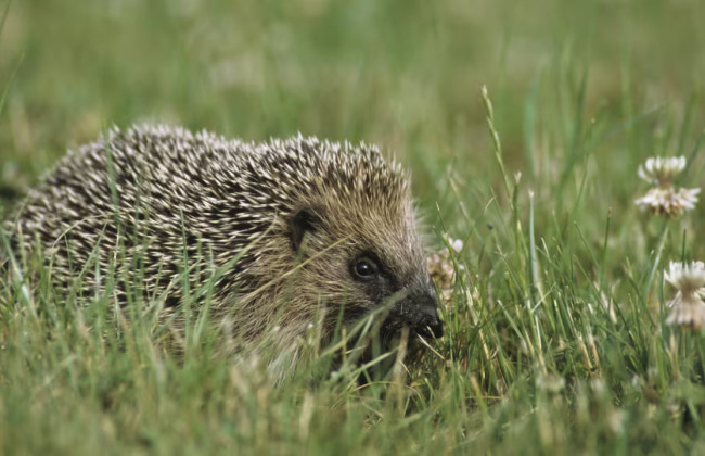 Во Франции судят мужчину, который ловил и удерживал в неволе ежей для видео в TikTok