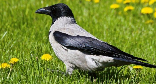 В Японии популярное шоу сфальсифицировало интервью, чтобы показать, будто китайцы едят ворон