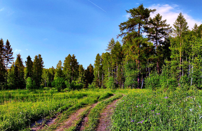 В Хмельницкой области городской совет через суд обязали признать 128 га земель самозалесными