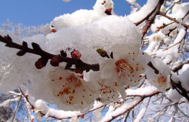 Апрель удивит украинцев снегом – прогноз синоптиков