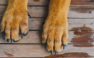 На Львівщині 70-річний чоловік застрелив собаку, бо вона полювала на курей — справою зайнялася поліція