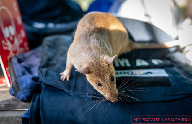 Книга рекордов Гиннеса отметила сапера-грызуна, который «вынюхал» более 100 мин