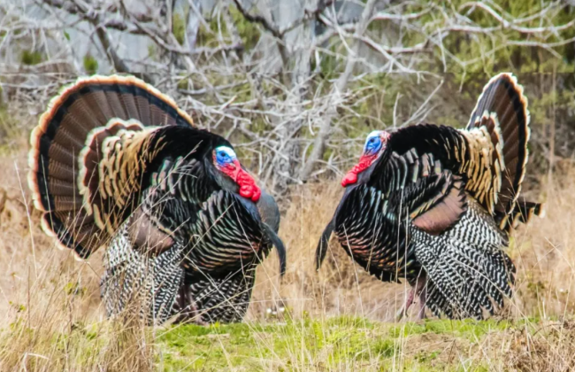 Полював на індичку — влучив у знайомого: у США 80-річний чоловік застрелив іншого мисливця