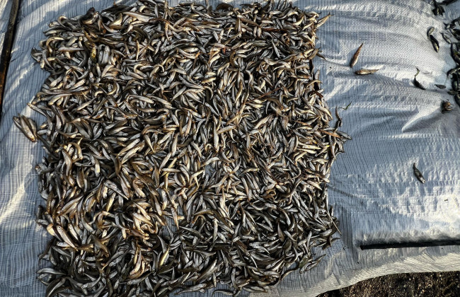 В Затоке задержали нарушителя, который незаконно наловил рыбы на 250 тысяч гривен