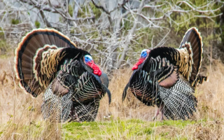 Полював на індичку — влучив у знайомого: у США 80-річний чоловік застрелив іншого мисливця