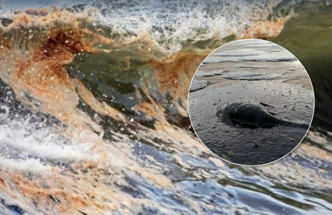 На оккупированном побережье Азовского моря массовая гибель рыбы и крабов – ЦПД СНБО