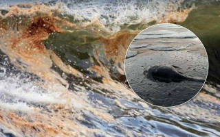На окупованому узбережжі Азовського моря масова загибель риби та крабів — ЦПД РНБО