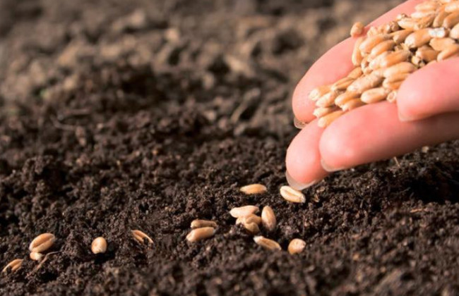 Кабмин отменил устаревшие инструменты госрегулирования хозяйственной деятельности в сфере семеноводства