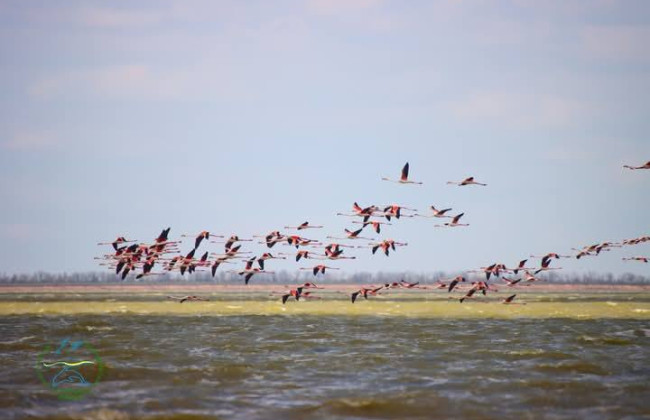 Розовые фламинго вернулись в Одесскую область – более 150 птиц прилетели в «Тузловские лиманы»