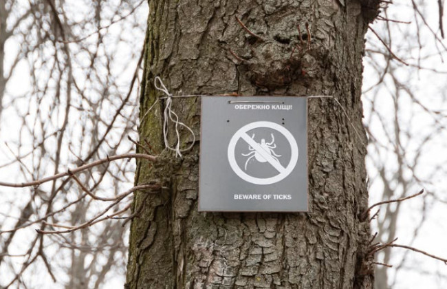 Украинцам рассказали, как защитить себя в сезон клещей
