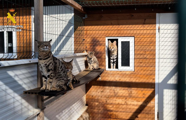 В Іспанії затримали подружжя, яке онлайн продавало білих тигрів і пум з України
