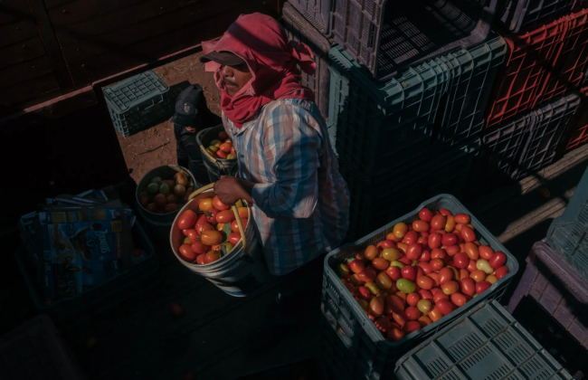 У США анонсували мито на помідори з Мексики
