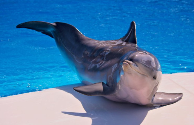 Google учит ИИ разговаривать на языке дельфинов