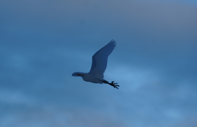 В Антарктиде заметили египетскую цаплю — полярники были удивлены, фото