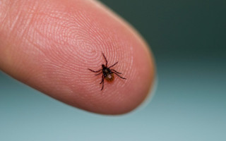 В Киеве парки и зеленые зоны обрабатывают от клещей