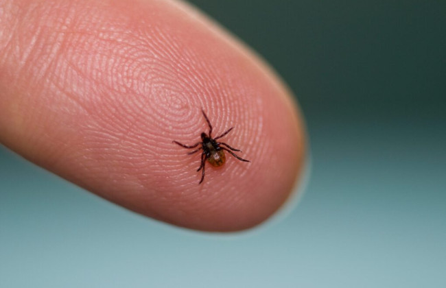 В Киеве парки и зеленые зоны обрабатывают от клещей