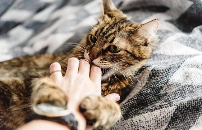 Синдром котячої подряпини: на Львівщині двоє дітей втратили зір після контакту з тваринами