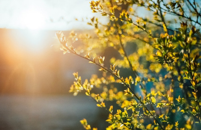 Весенняя погода без сюрпризов – синоптики рассказали, каким будет начало недели