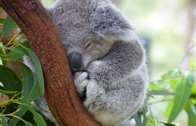 В Австралии власти расстреляли из вертолетов почти 700 коал — решение вызвало острую критику