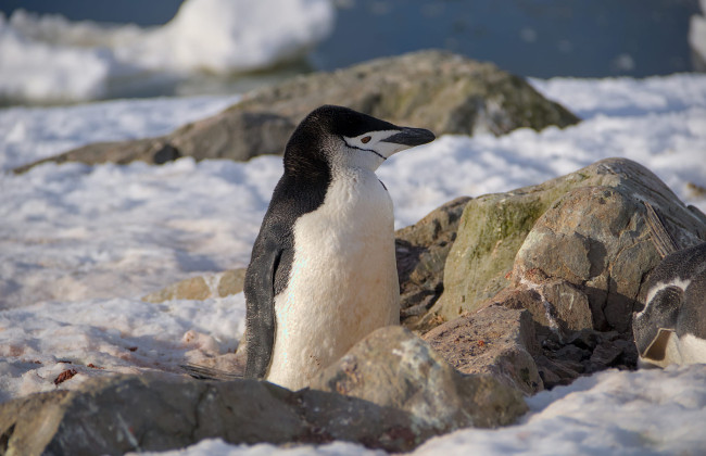 Украинские полярники показали, как пингвин ворует камушки из чужого гнезда, чтобы прокачать скиллы перед сезоном
