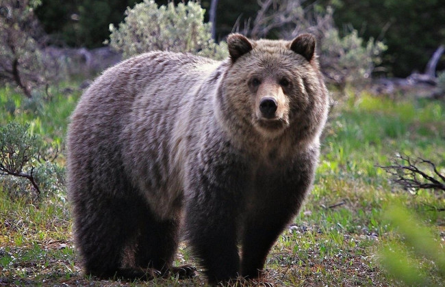 Словакия привлекает армию для борьбы с медведями