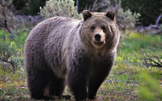 Словакия привлекает армию для борьбы с медведями