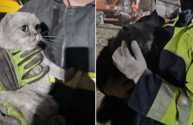 В Киеве ночью на месте российского удара по жилому дому спасли двух котов