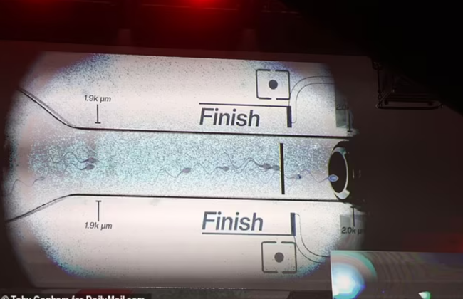 В США прошли первые в мире гонки сперматозоидов