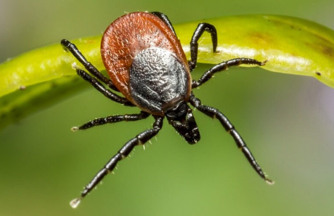 Осторожно, сезон начался — в Минздраве объясняют, как вытащить клеща