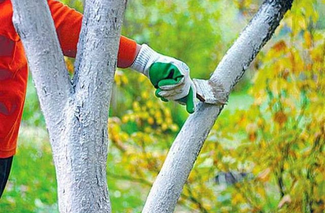В Украине призывают прекратить весеннюю побелку деревьев в «подштанники»: это вредно и запрещено