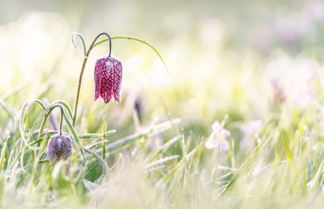В Україні в ніч на 29 квітня очікуються заморозки