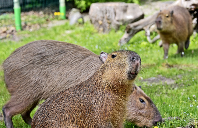 В Киеве самые теплолюбивые жители КиевЗоо вернулись в свои открытые дома