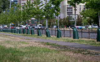 У Києві дерева одягають у торби – у КМДА пояснили ідею