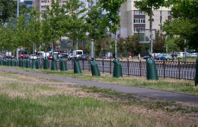 У Києві дерева одягають у торби – у КМДА пояснили ідею